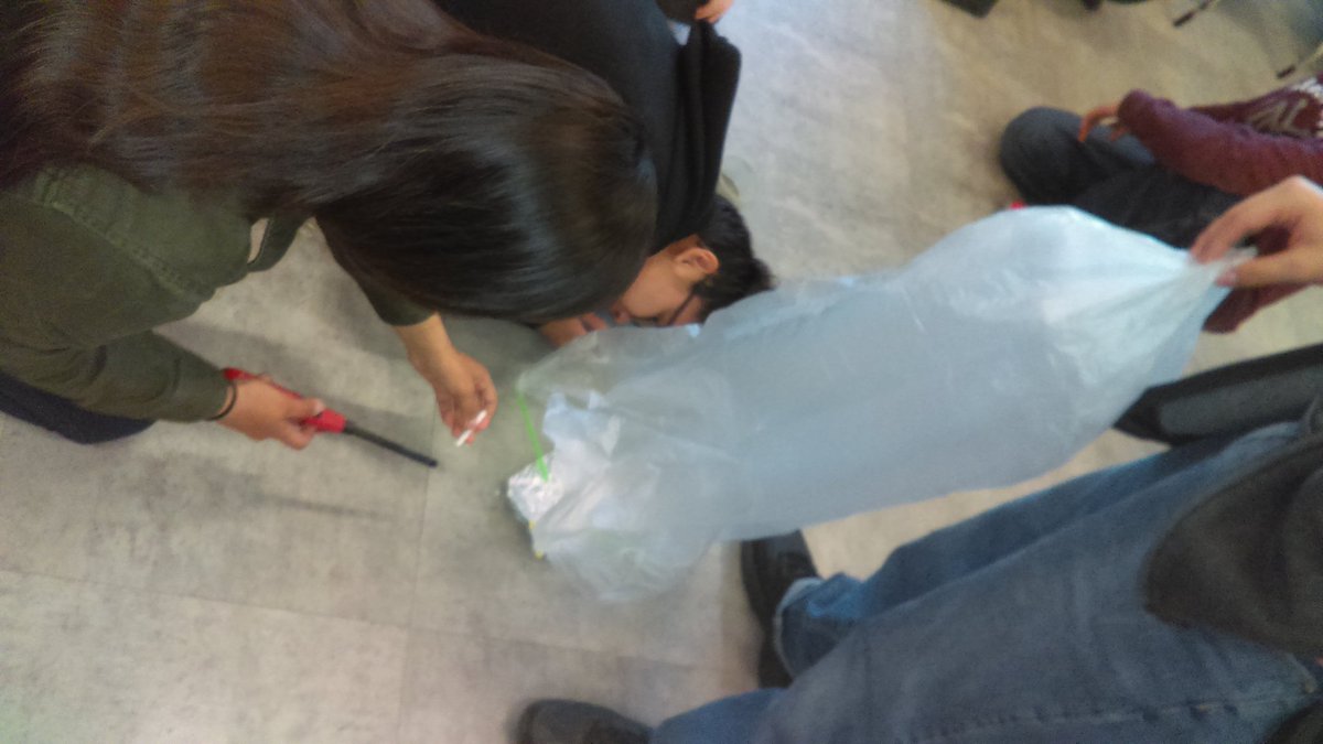 MrFredenburg00's tweet image. Chemistry class making hot air balloons to apply the gas laws. #newshec