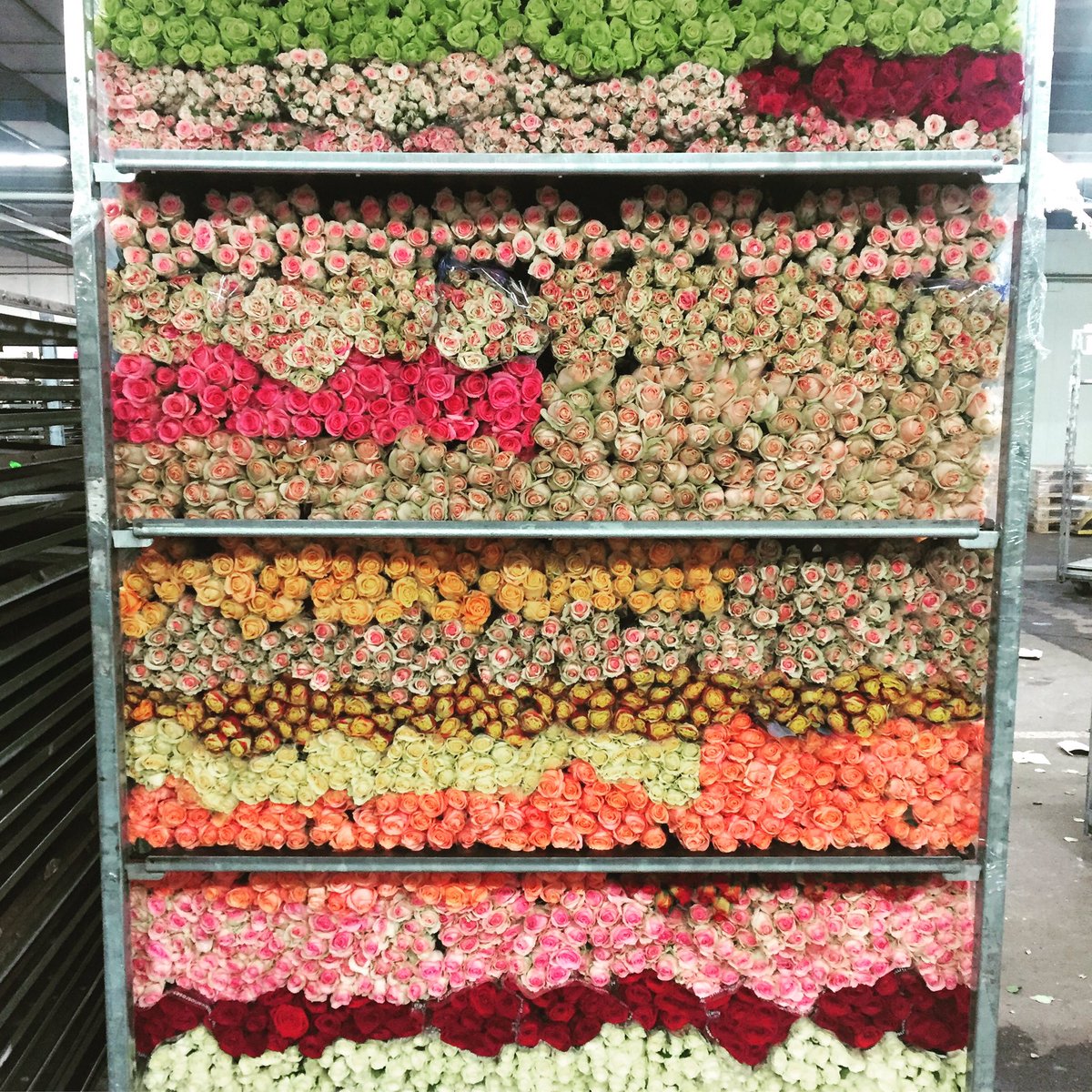 Our clients are preparing for Mother's Day! Flowers and plants are ready for export at the Dutch flower auction in Aalsmeer.