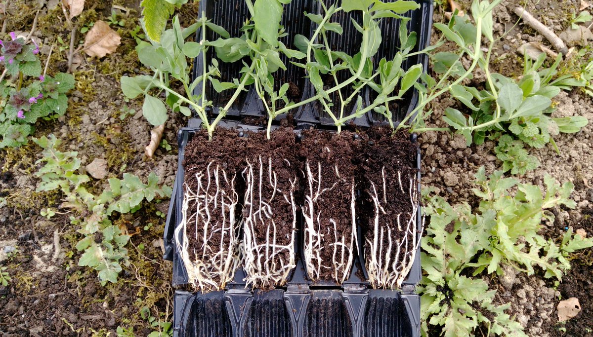 candomin's tweet photo. The last of the sweet peas going in today. #airpruned https://t.co/pot8e20puy