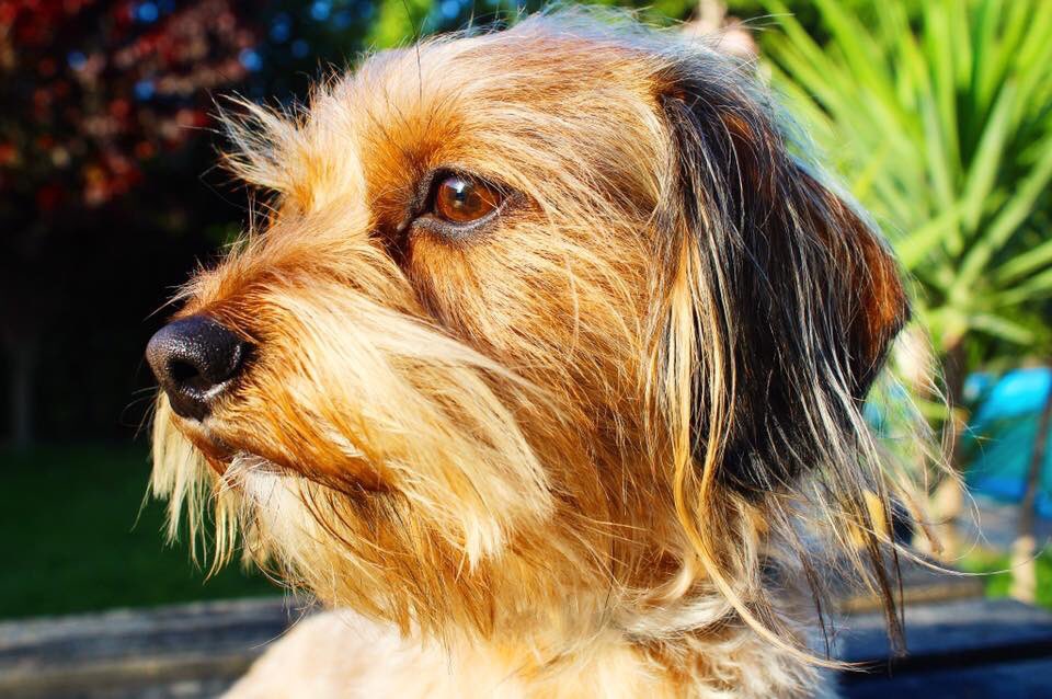 zeusthefreedog's tweet image. Algunos ángeles no tienen alas, tienen cuatro patas, un cuerpo peludo, nariz de pelotita, orejas de atención y un amor incondicional. ♥️