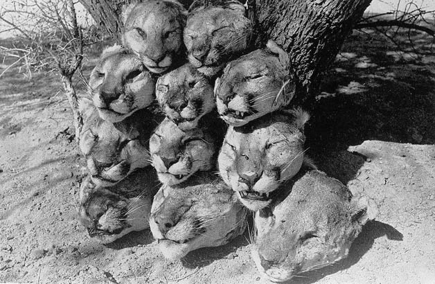 VimaxStore's tweet photo. Predator Bloodbath: Secretive US Agency Wildlife Services Kills 1.6M Native... https://t.co/TqZCPIVOQv by #EnviroNews via @c0nvey https://t.co/tfNw8UlthP