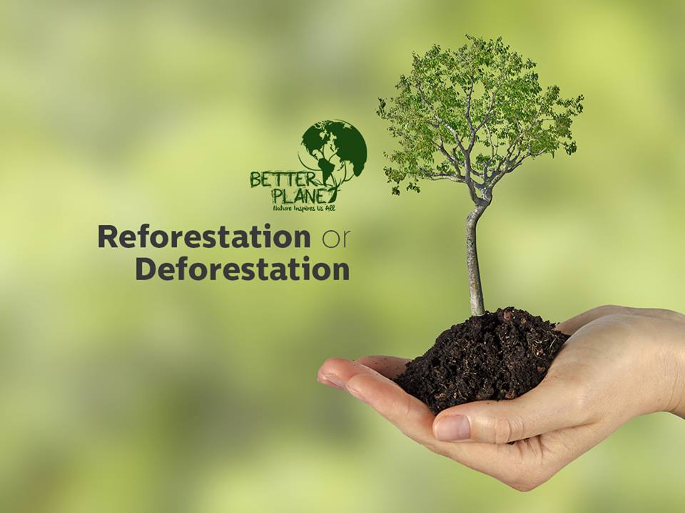 ConsultingShh's tweet image. Better Planet Paper company plants trees...