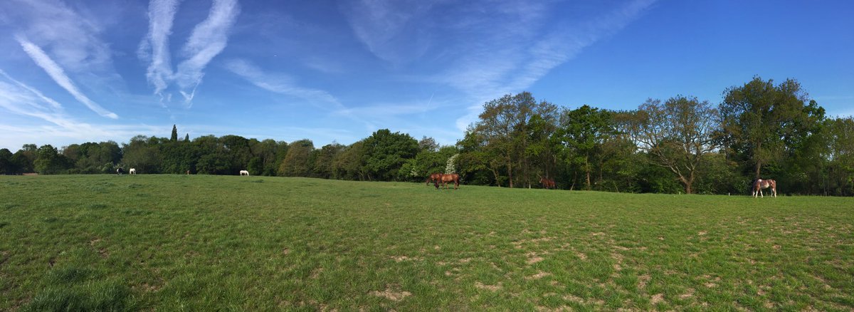 pinkmead_f's tweet photo. the boys here at Pinkmead are very happy to now have two separate turn out fields 🐴☀️ #lotsofgrass #somuchroom https://t.co/GlHYsMdvh7