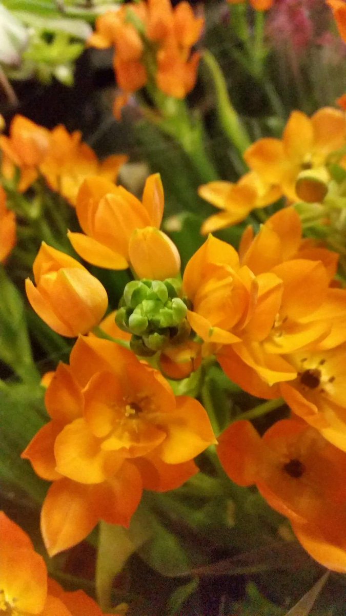 Bloomin Al's tweet media