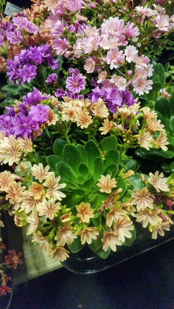 Bloomin Al's tweet media