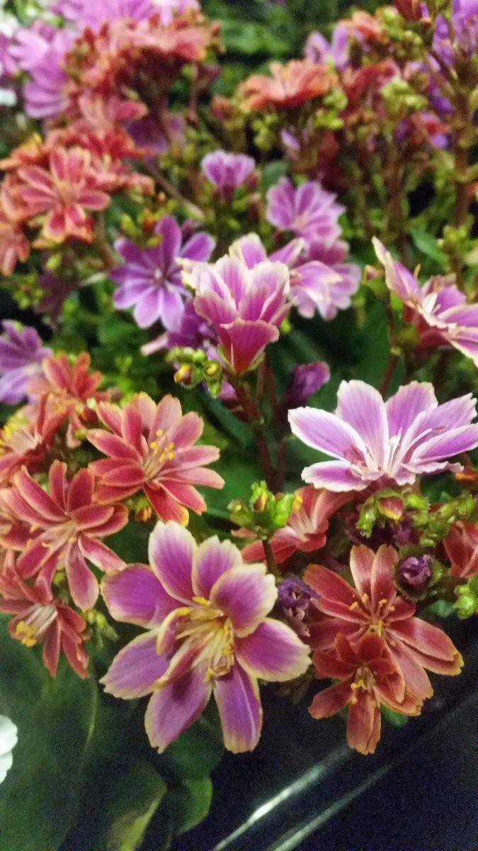 Bloomin Al's tweet media