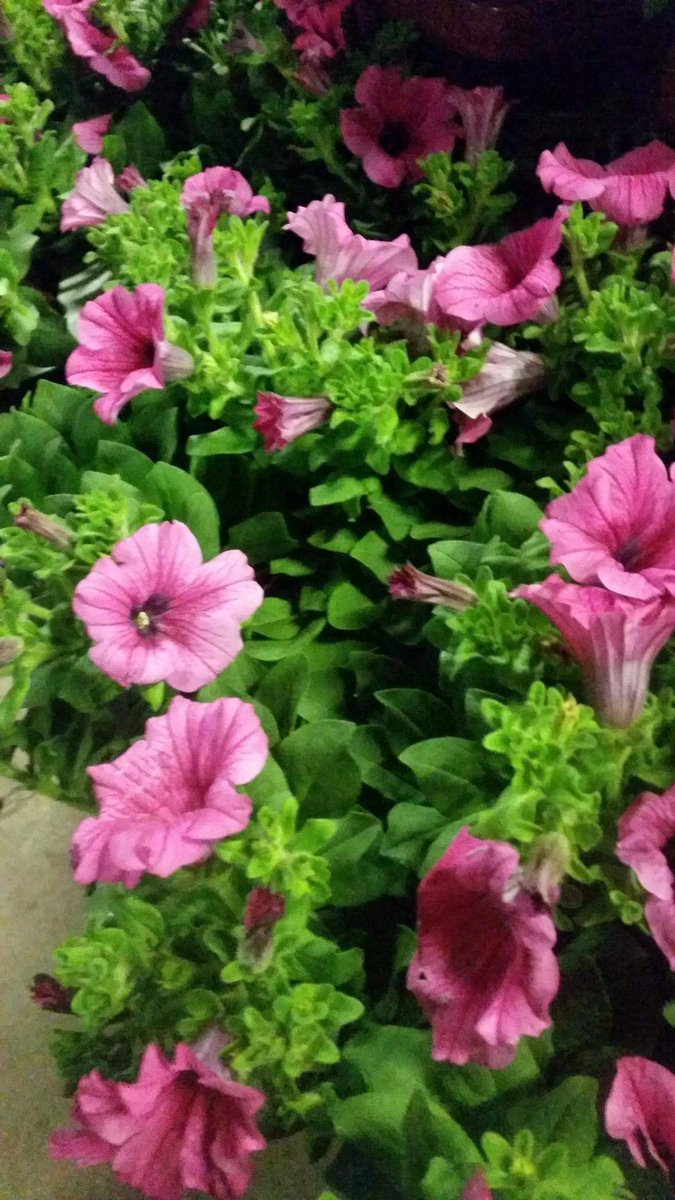 Bloomin Al's tweet media