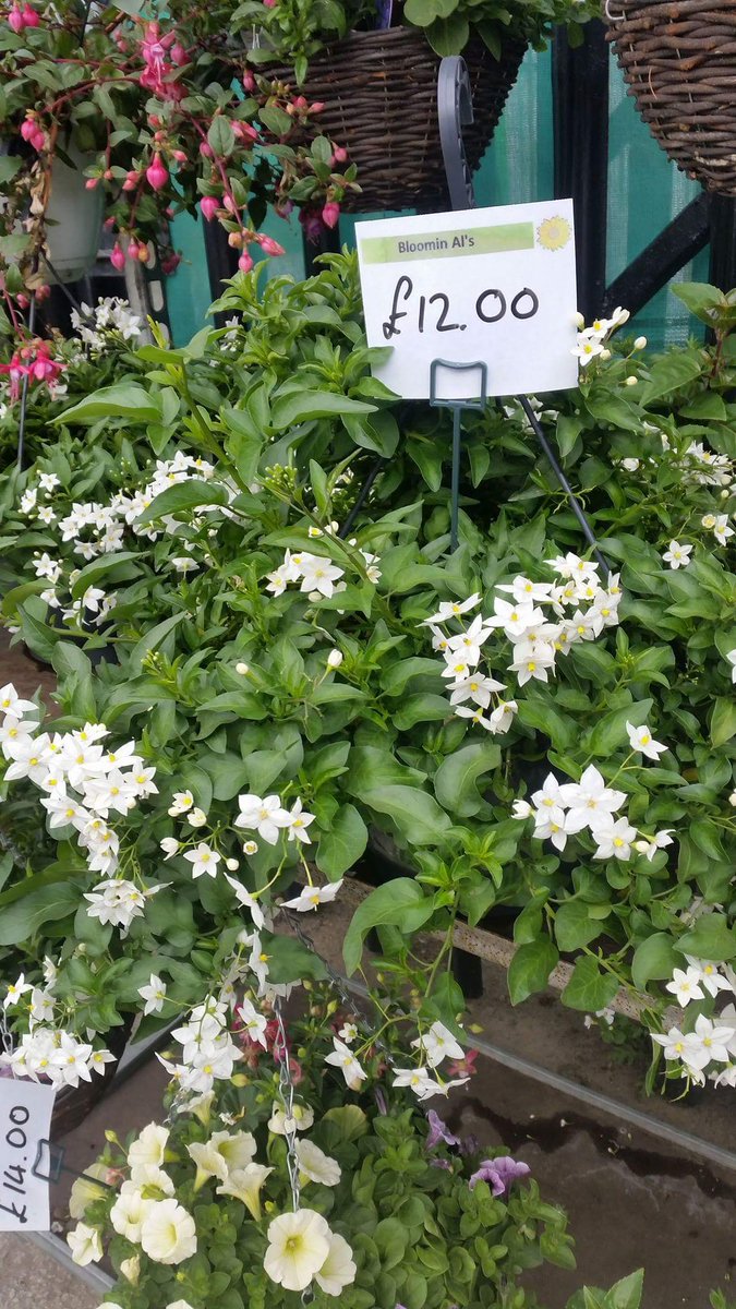 Bloomin Al's tweet media