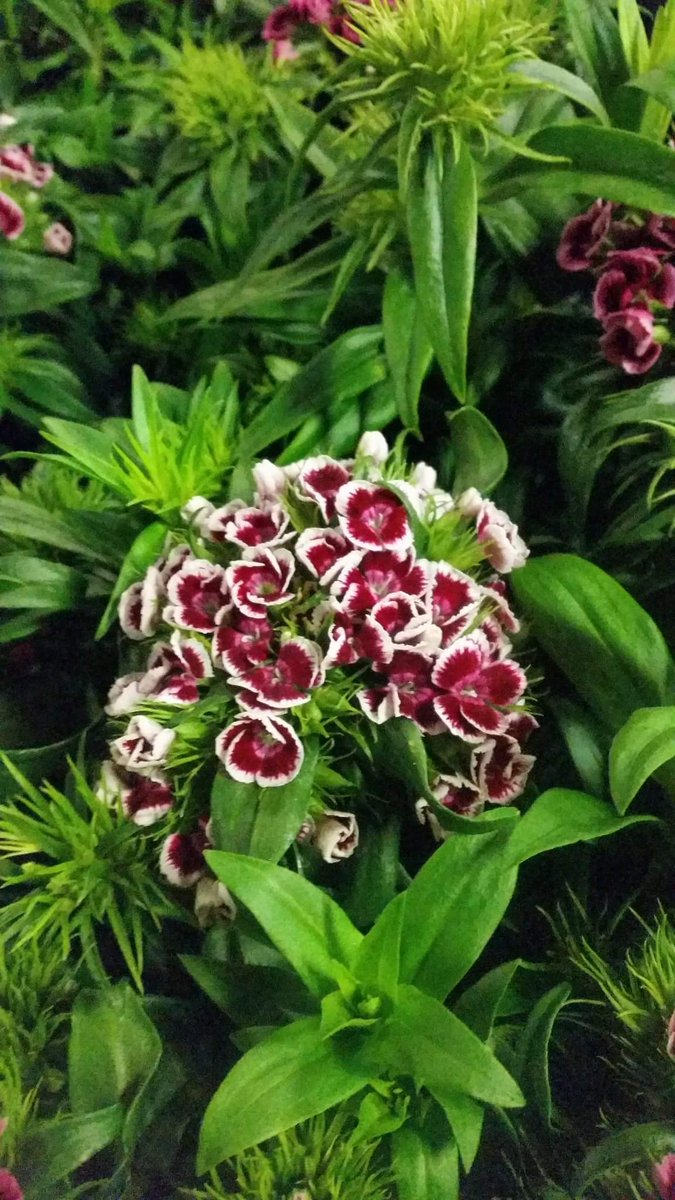 Bloomin Al's tweet media