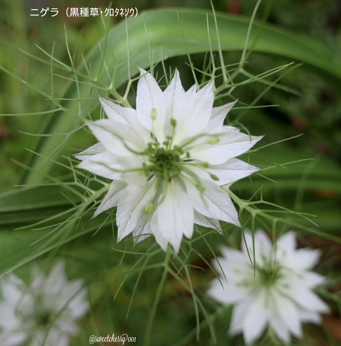 チェリー 滞在時間激減します Twitterissa 暮れて行きました 夕景ng 爽やかなパステルカラーのお花 ニゲラを見つけました 淡いピンクもあるのですがひとまず4枚 なんか不思議ちゃんでしょ ニゲラの花言葉 深い愛 困惑 当惑 不屈の精神