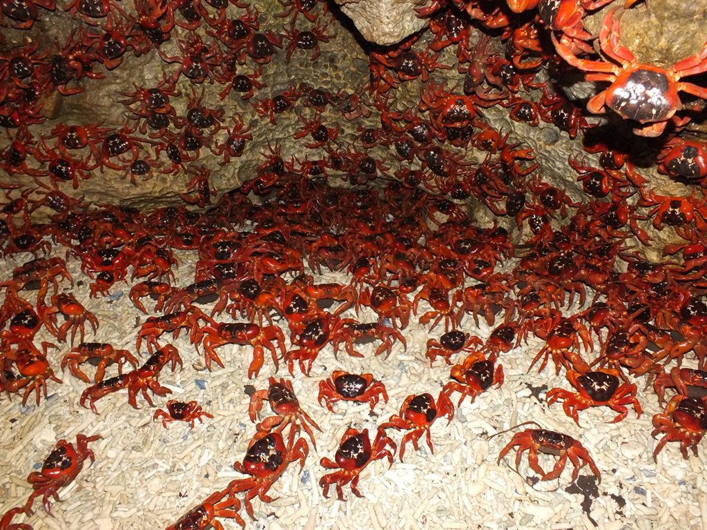 GrantMuseum's tweet photo. Join @DanJNicholson at 1.30pm for his #fieldadventures, from meeting crabs on Christmas Island to being charged by gaurs. #MakingNature https://t.co/fmgtEnvKNq
