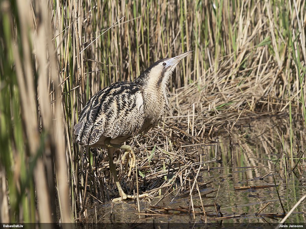 Mums jauna tiešraide - vēro lielā dumpja slepeno ģimenes dzīvi Engures ezera niedrājā! ej.uz/xryb
#putnutiesraides #coastlake
