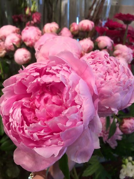 Some midweek cheer! Why not pop in for one of our handmade bouquets made to order. #Alderleyedge #Wilmslow