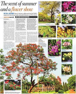 nivedita_Him's tweet photo. @seemagoswami @virsanghvi So true. I remember doing a full page for HT about flowering trees of Delhi in May https://t.co/NHOugCbv5A