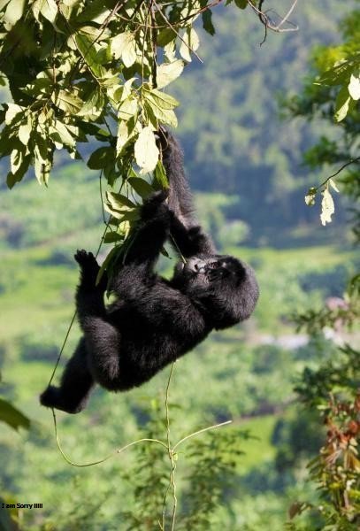 #babygorilla #bwindiimpenetrable Np @adventurein_you @TravelFit @LuxuryTravel77 @BradtGuides @GorillaLinkTour @OnTrackSafaris