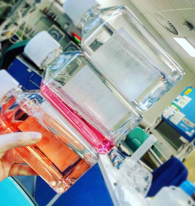 DrELatorre's tweet photo. Today's #food #cellculture #lablife #feeding #research #mylab #mycells https://t.co/RWlyuEtZaQ https://t.co/YJqCdgai7D