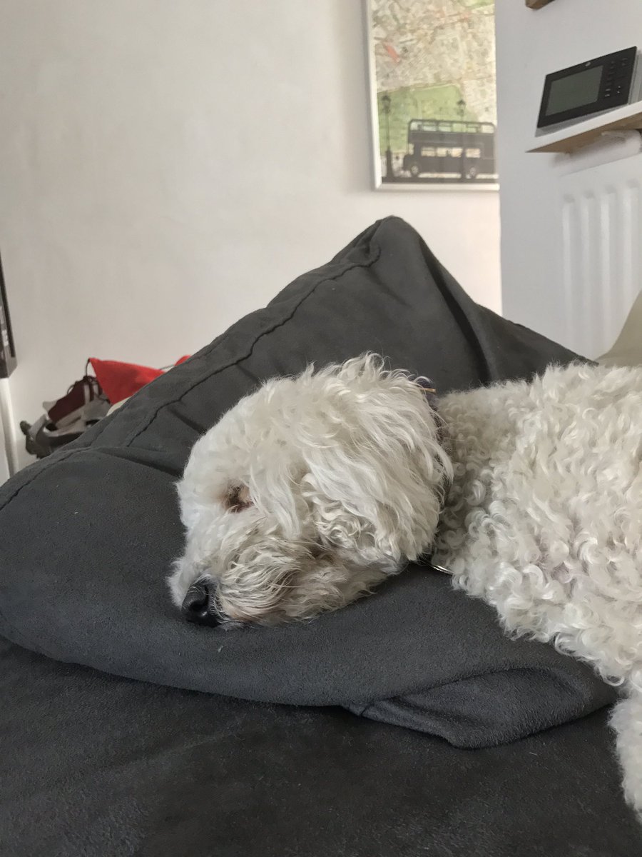 Diggler630's tweet photo. Stella sleeps more than me, and that's a lot lol. #cockapoo #Stella #stellapoo #diggler630 https://t.co/7mGlWKlMDr