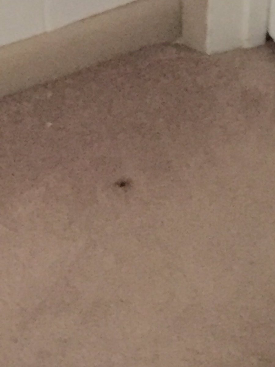Albi_SideArms's tweet photo. WHY ARE YOU HERE? I was too scared to get closer to it but I zoomed in all the way. My mom was awake so she came to save me, shoutout mama 🙏 https://t.co/Iwpy1xoGYv