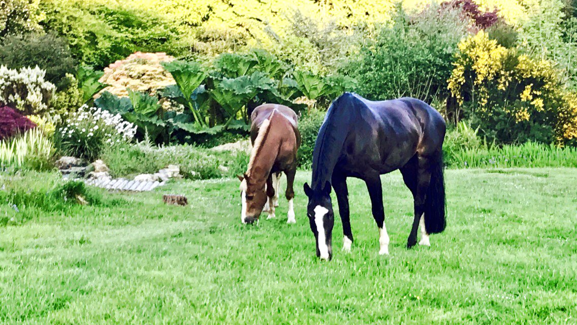 CricketyDevon's tweet photo. Why I live on Dartmoor https://t.co/zBFSpUwTBB