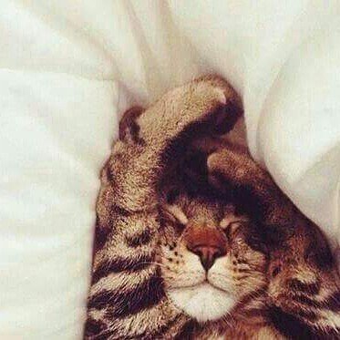 awesmoecats's tweet photo. #cute #cat #sweet #little #sleepy #kitten #weheartit https://t.co/0U0GHcMpOC https://t.co/eyeUKxMNpe