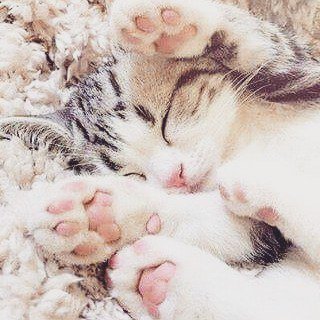 awesmoecats's tweet photo. #cute #cat #sweet #little #sleepy #kitten #weheartit https://t.co/c46As87KtU https://t.co/f1GqBVX2xg