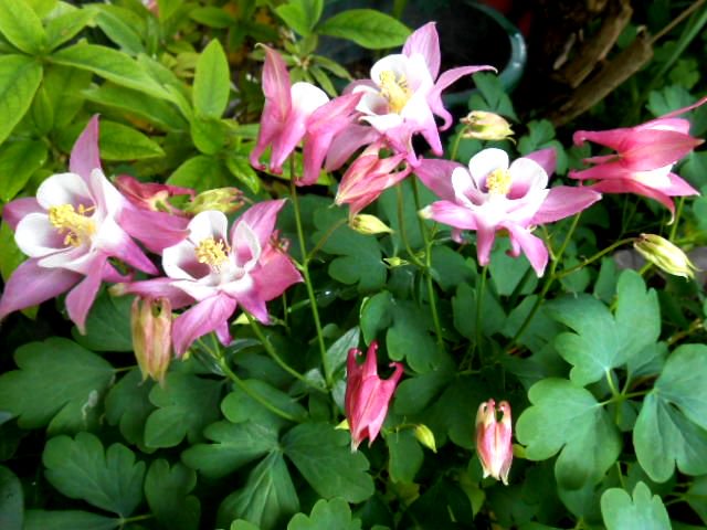 花言葉のtwitterイラスト検索結果 古い順