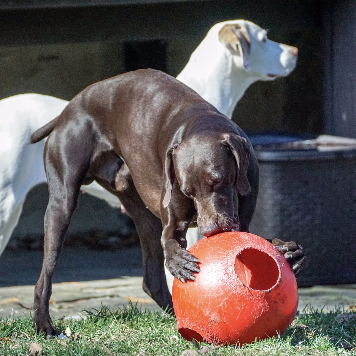 CellosCorner's tweet photo. Hooch... part GSP / part T-Rex ππ΄ #dogasaurusrex https://t.co/M1gVwvN0zQ