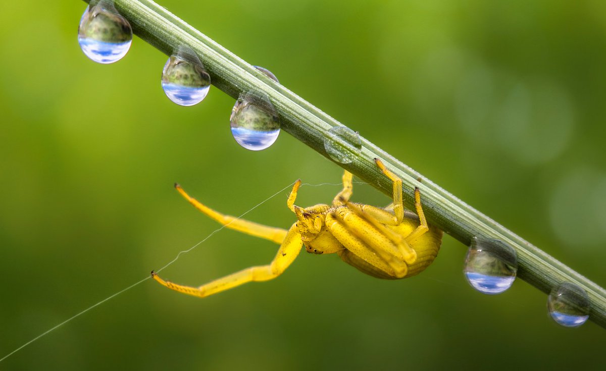 NikonEurope's tweet photo. #TopTip #macro: here’s how to get the basics right https://t.co/7SCYjD3Ler #DoF #macrophotography (Credit @aghizzi, #NikonD500 #NIKKOR200mm) https://t.co/OTG7KK4mPM