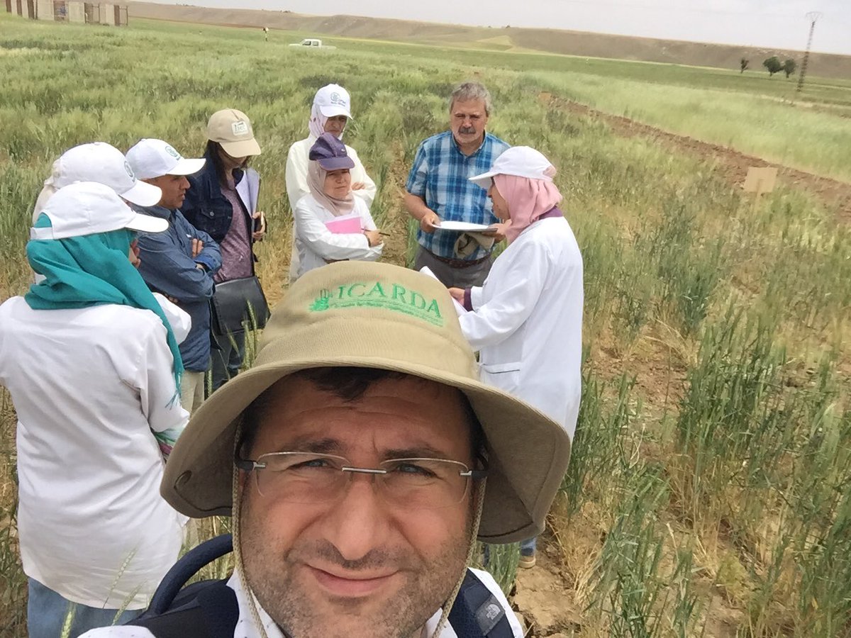 IWWIP, Winter Wheat tweet media