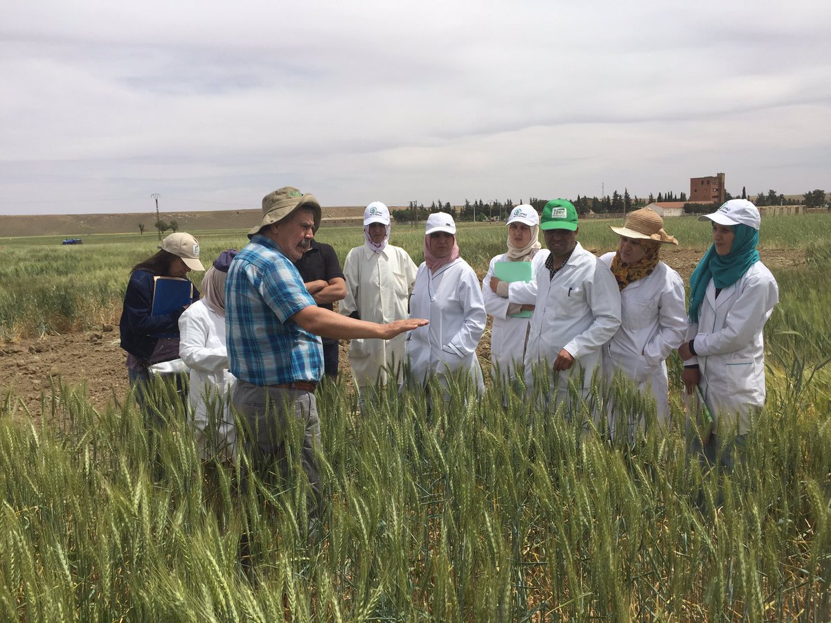 IWWIP, Winter Wheat tweet media