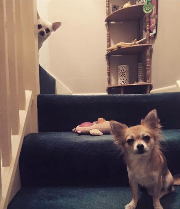 ClassicDogBlog's tweet image. Nothing to see here!!