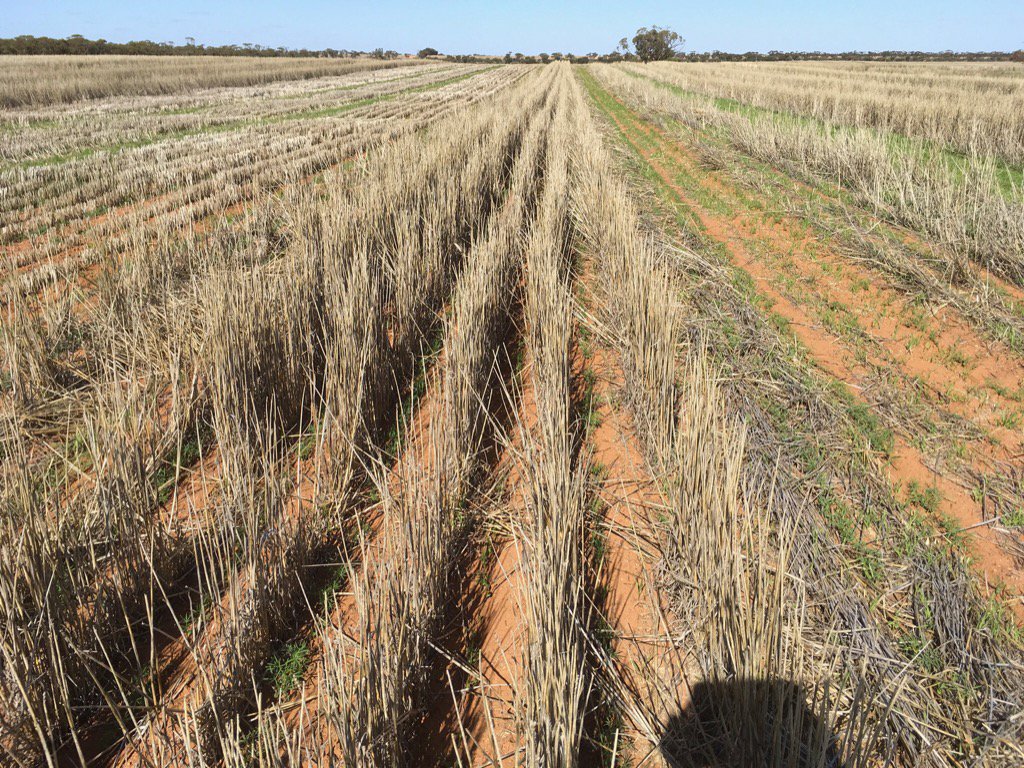 rick_rundell's tweet photo. #stripperfront v conventional #lentils @grassrootsag @agronomist1979 https://t.co/bCyHFRMM1P