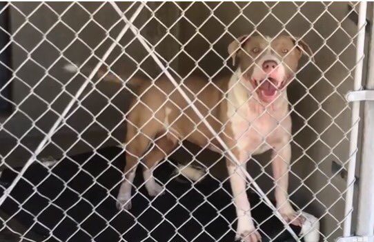 reddogsusie's tweet photo. #CA #SanBernardino #SOS
🆘🆘URGENT Carley 2yo Female an absolute sweetheart! Needs a home fast! #adopt #rescue #pledge
https://t.co/OUQxeUSGgp https://t.co/AgzWM5XpuG