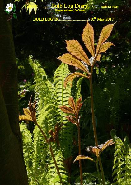 ScottishRockGC's tweet photo. Latest free weekly #BulbLog  from #IanYoung online now - sun, foliage, flowers and  the importance of ground cover  https://t.co/f3k47rMG2G https://t.co/n22DveTbvt
