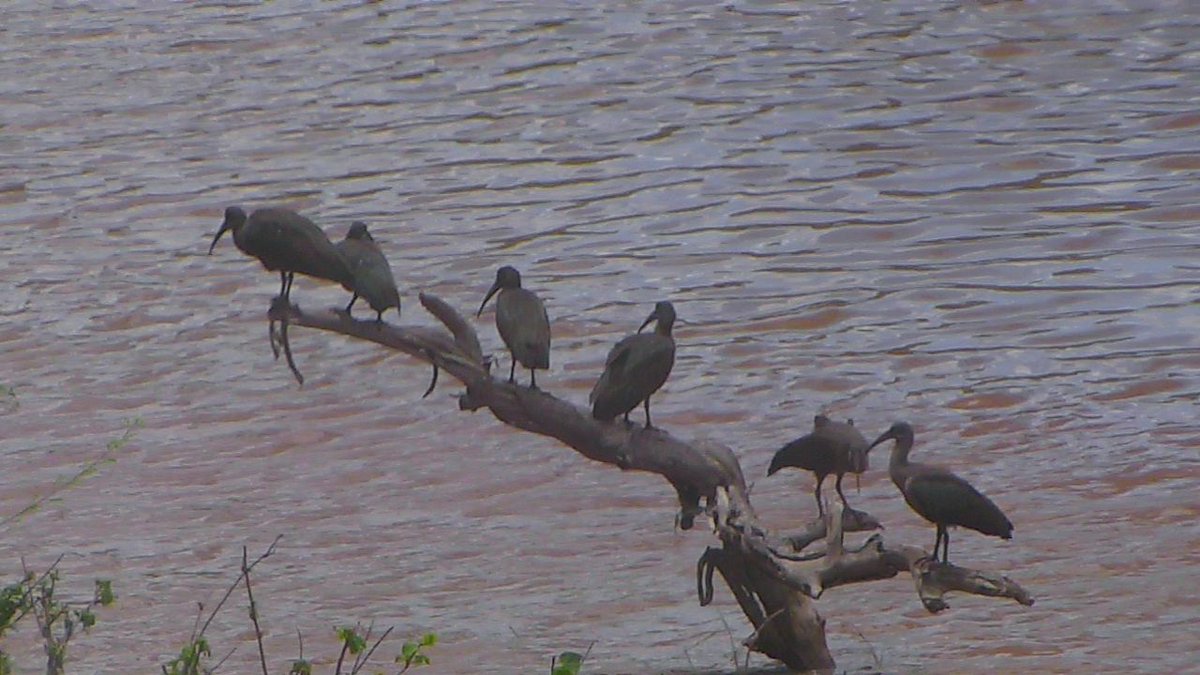 sayialel_says's tweet photo. A line up of #hadadaibis at: https://t.co/GRxxevMIMl, as we celebrate #WorldMigratoryBirdDay, @exploreorg https://t.co/9MsWSUKoAy