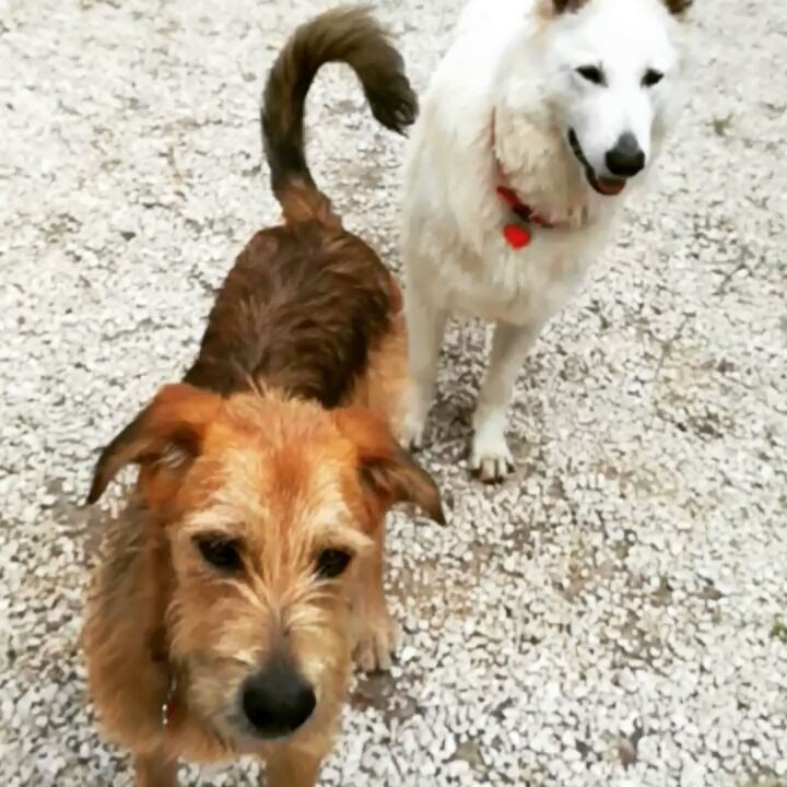 LittleAlexYT's tweet photo. J'aime bien mon boulot 😁👍 #PetSitter #PetSitting #DogSitter #DogSitting #Dog #Chien #PlayingWithDogs Watch #Instavideo:http://ift.… https://t.co/M1eS5H5Pb6
