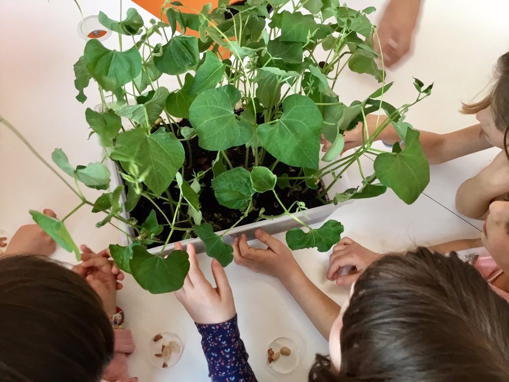 AlfBitCreat's tweet photo. Piante in provetta @FG_Fondazione #scienze #biologia #semi  #idroponico #provette #gita https://t.co/EtSswtU6yq