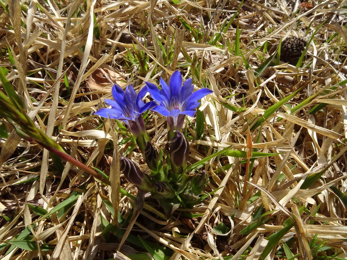 Masayuki1400 Auf Twitter リンドウ 那須町の町花 多分 秋の リンドウ 私の 生徒時代 あゝリンドウの花咲けど という唄が あって 昨日 Youtubeで見たら 春の リンドウの画像が流れた ハルリンドウ フデリンドウ いろいろ 調べたけど 素人判断で