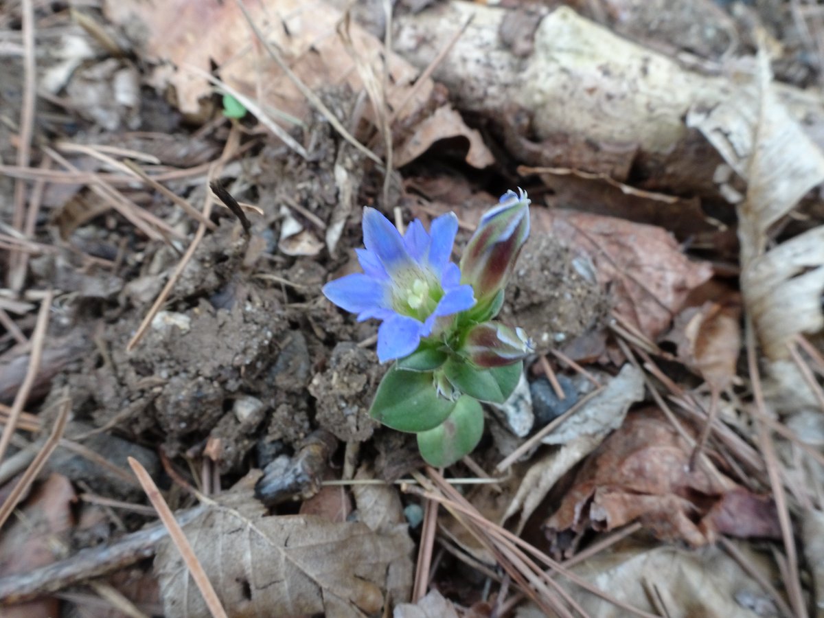 Masayuki1400 Auf Twitter リンドウ 那須町の町花 多分 秋の リンドウ 私の 生徒時代 あゝリンドウの花咲けど という唄が あって 昨日 Youtubeで見たら 春の リンドウの画像が流れた ハルリンドウ フデリンドウ いろいろ 調べたけど 素人判断で