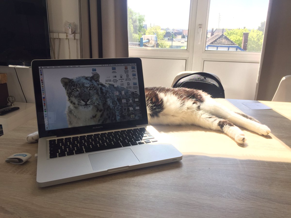 Au bureau Ca se passe comme ça :) madame se prend pas pour de la merde #cat #office