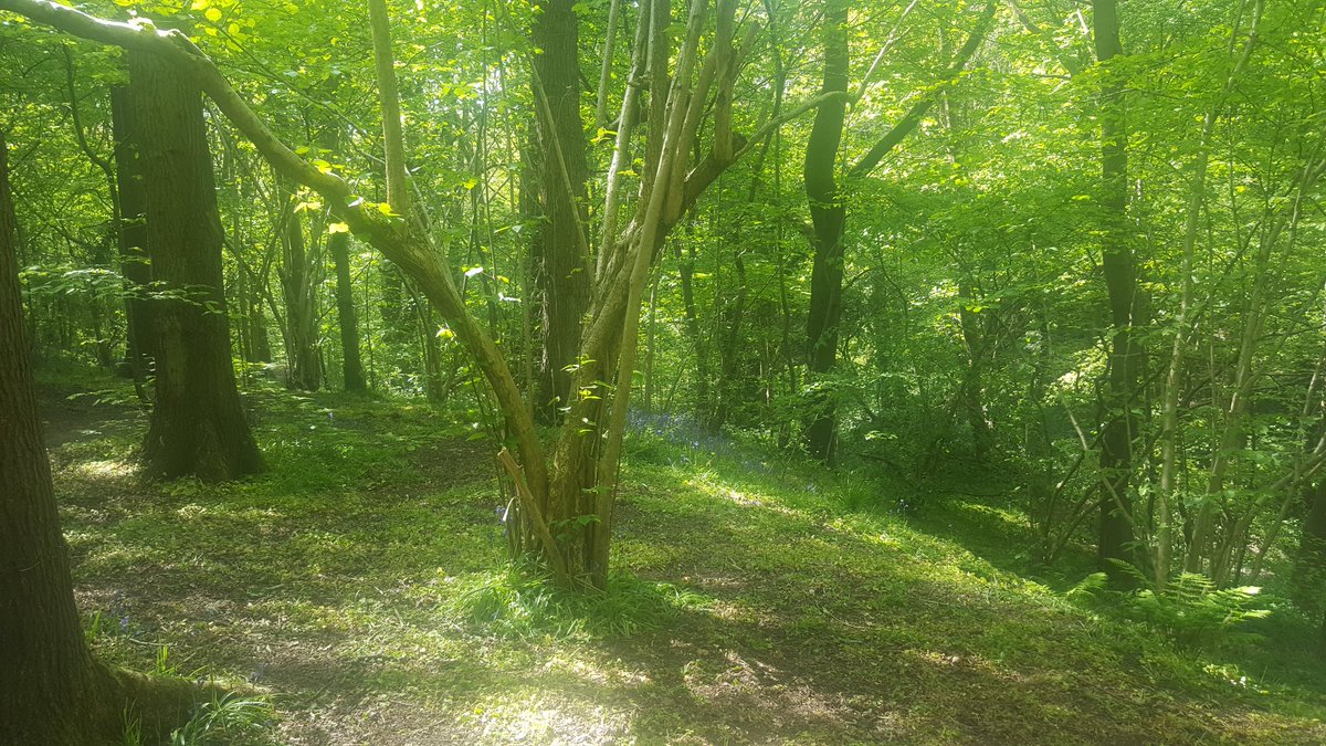 ForestChild45's tweet image. Really lucky to work close enough to a local beauty spot to be able to spend my fair weather lunchtimes there #woodlandtrust