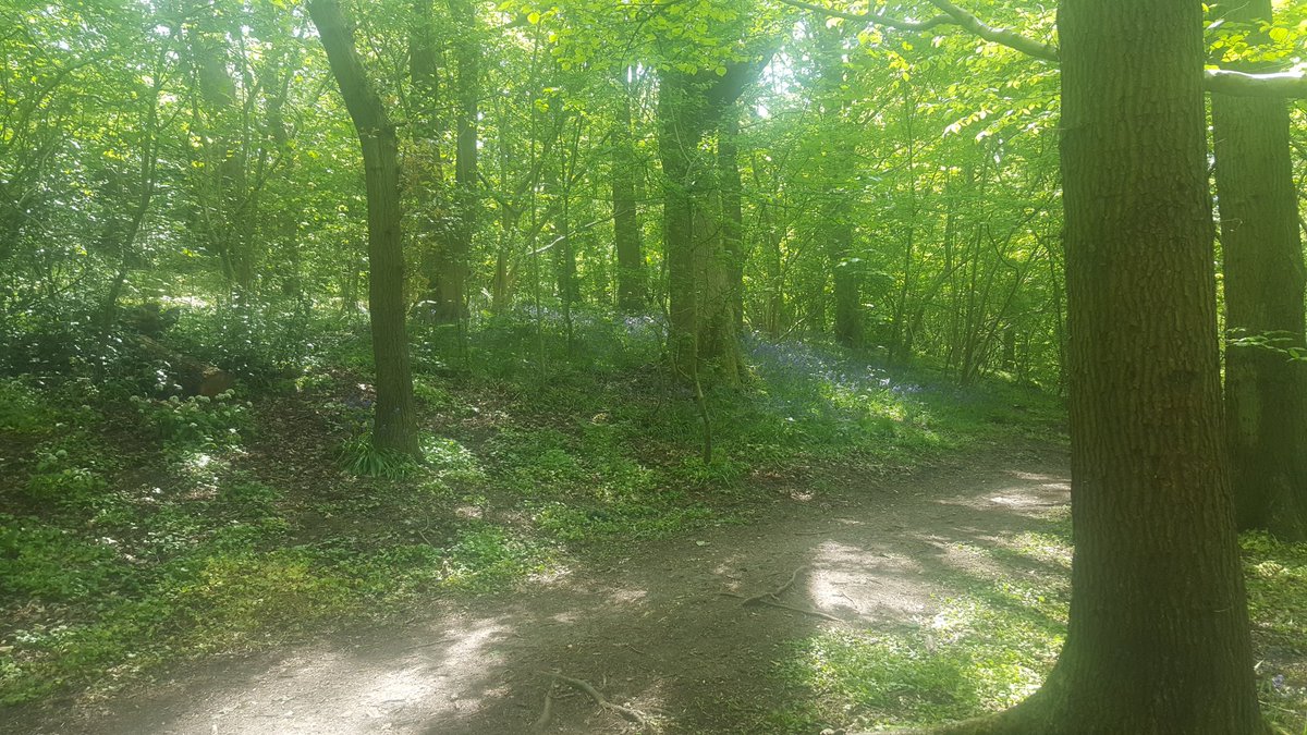 ForestChild45's tweet image. Really lucky to work close enough to a local beauty spot to be able to spend my fair weather lunchtimes there #woodlandtrust