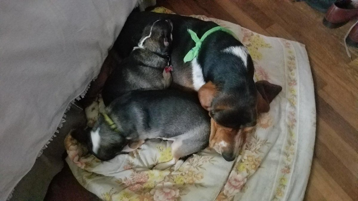 duffybetts's tweet photo. #HappyWednesday morning cuddles with my brother and sister. #puppylove #zen https://t.co/BqImKmLnn0