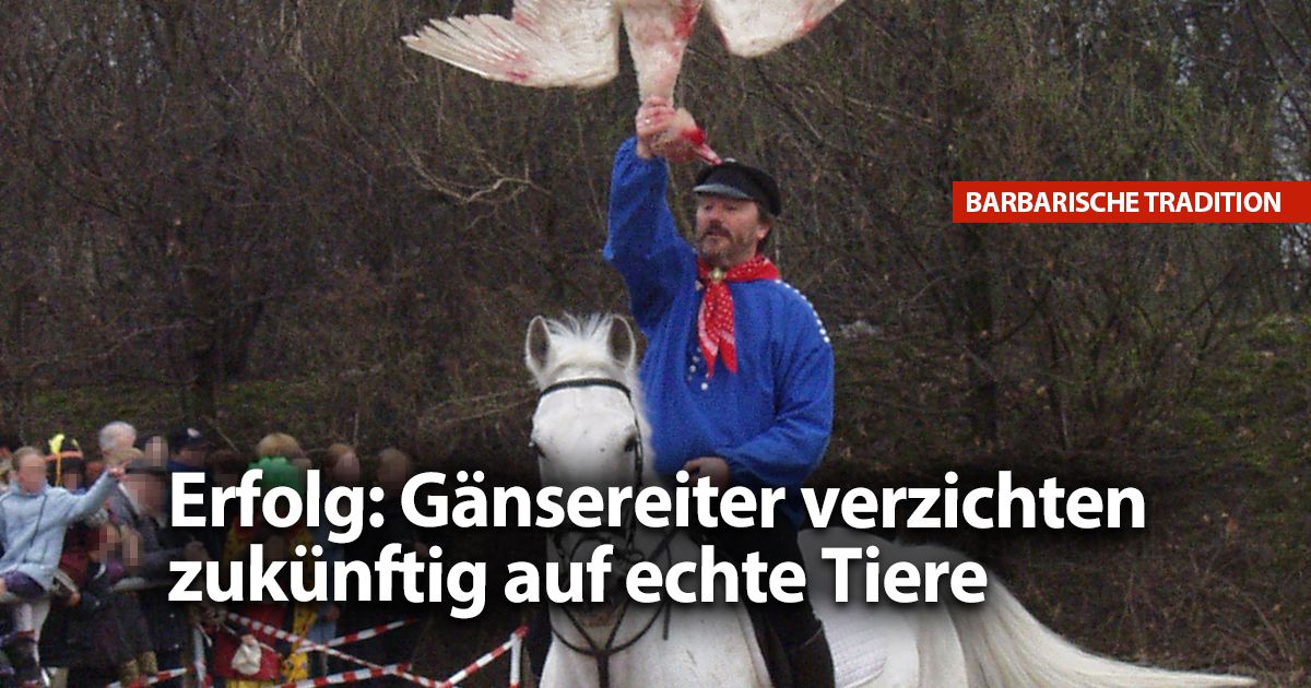 ERFOLG: Fürs #Gänsereiten dürfen keine Gänse mehr in Deutschland getötet werden! buff.ly/2qZ4SHM #Tierrechte