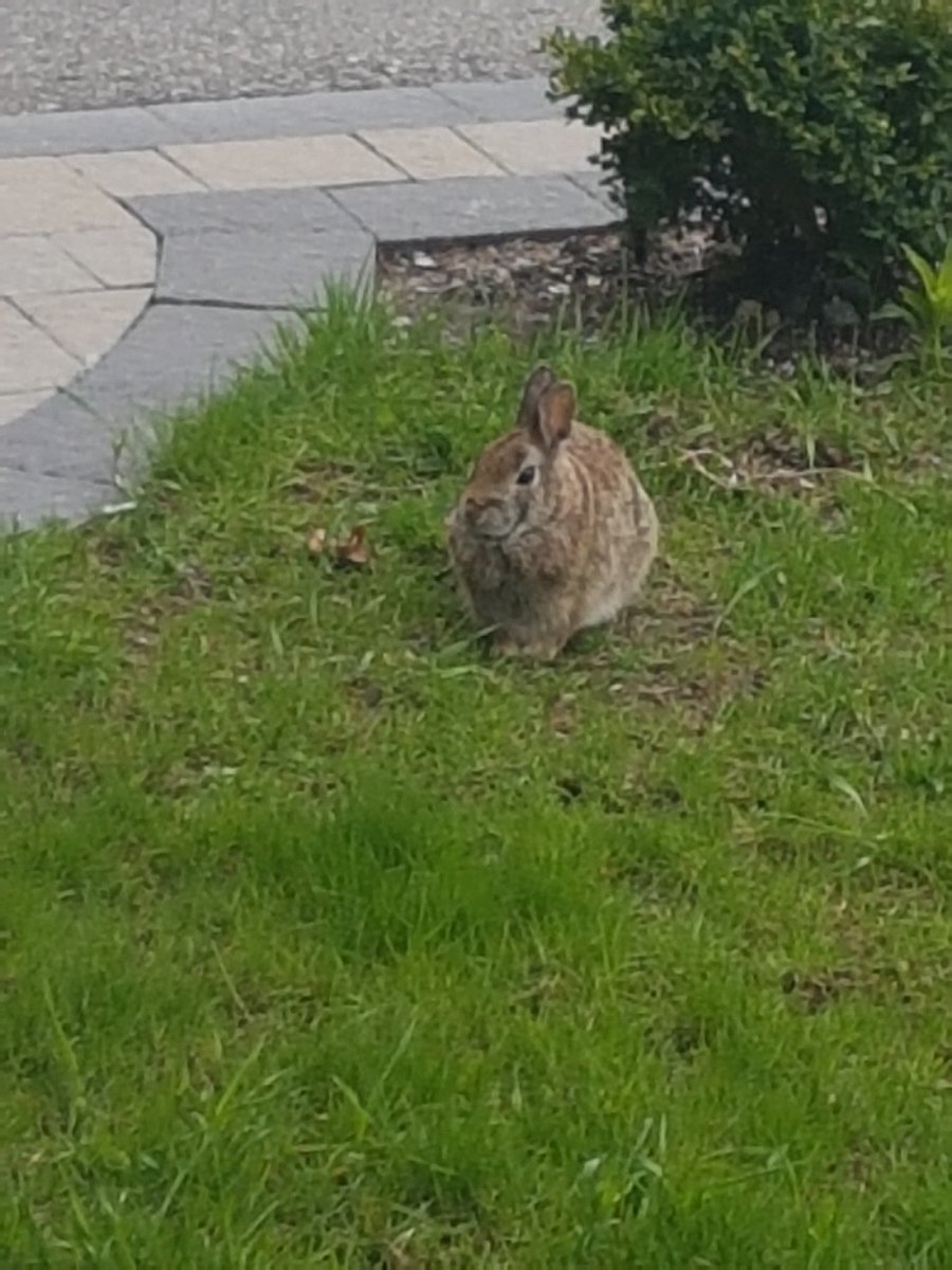 IKRAVEMUSIC's tweet photo. We had the cutest little visitor last night...chubby wubby rabbit..so darn cute. We called him Bernie! ๐ #springisofficiallyhere #bugs https://t.co/BpdKo3ganp