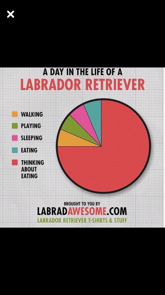 LisaMcilmoyle1's tweet photo. Labs have "wellness" covered. Some days I just live like a Lab! #labrador #wellness #feedallfour https://t.co/honSxP1AeJ