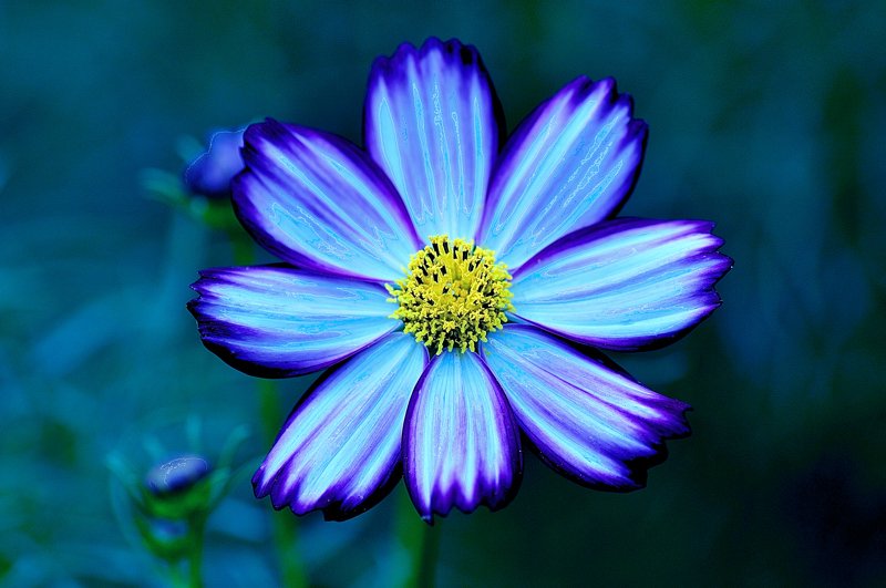 世界の花図鑑 Al Twitter コスモス 秋の季語にもなっている花 ちなみに青色などは着色しているものになるそうです 花言葉は 乙女の真心 T Co Itwqqmbpvr Twitter