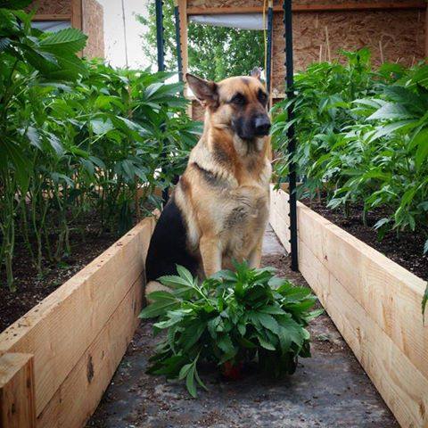 SemisMarihuana's tweet photo. El mejor amigo del hombre también sirve para cuidar tu planta favorita :-) https://t.co/n15CBNBBC6