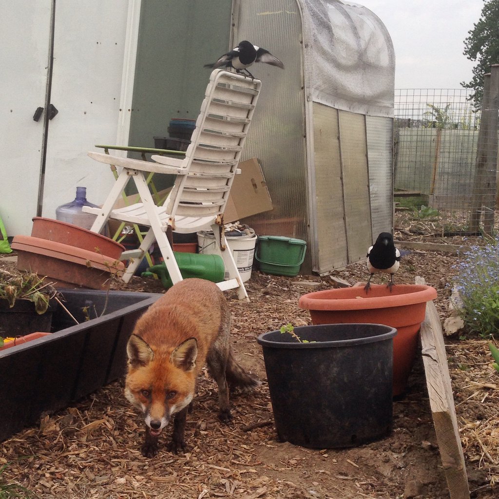 parbati sherbet tweet media