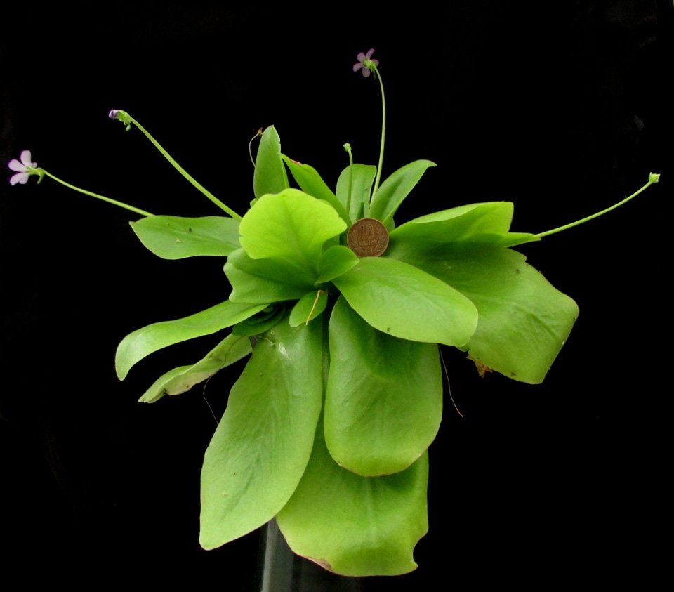 片桐農園 ムシトリスミレ ギガンティア 入荷しました Pinguicula Gigantea 葉の粘着力で獲物を捕らえる食虫植物です 花 Flowers 食虫植物 ムシトリスミレ 片桐農園 ムシトリスミレ ギガンティア 入荷しました Pinguicula Gigantea 葉の粘着力で獲物を捕らえる食虫植物です 花 Flowers 食虫植物 ムシトリスミレ